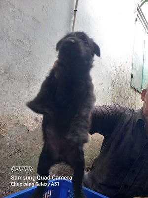 Chó con Đực Cái Đen trắng. Mua bán Chó tại Quận Ninh Kiều Cần Thơ được đăng bởi Lan rừng 