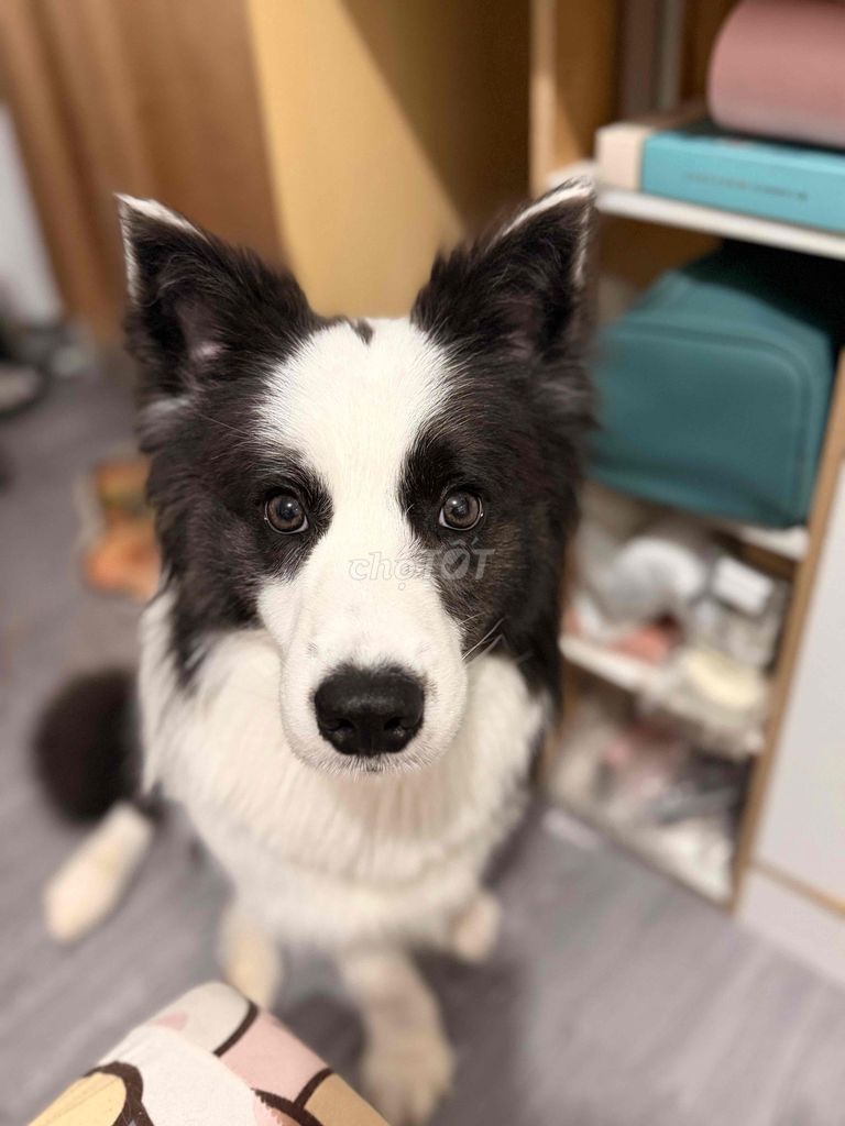Chó Border Collie Đực 2 tuổi Đen trắng VKA. Mua bán Chó tại Quận Bình Tân Tp Hồ Chí Minh được đăng bởi Hà Thanh hình 1
