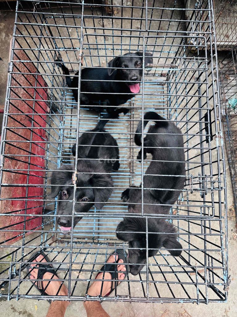 Chó Phú Quốc con Đen. Mua bán Chó tại Quận Bình Tân Tp Hồ Chí Minh được đăng bởi Hải Đăng Gia Thành hình 1