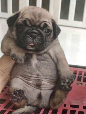 Pug mặt xệ tìm nhà mới. Mua bán Chó tại Huyện Giồng Trôm Bến Tre được đăng bởi Thi