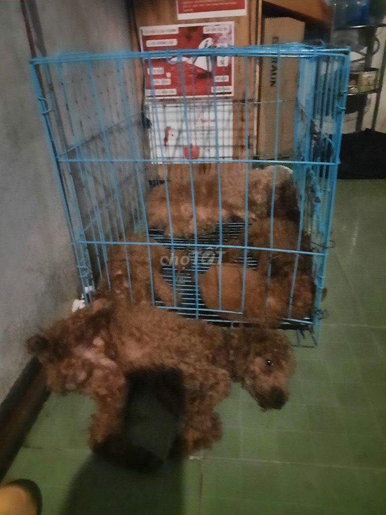 Chó poodo con màu nâu được 2 tháng tuổi ăn khỏe. Mua bán Chó tại Thành phố Buôn Ma Thuột Đắk Lắk được đăng bởi Lê phạm ngọc bảo hình 1