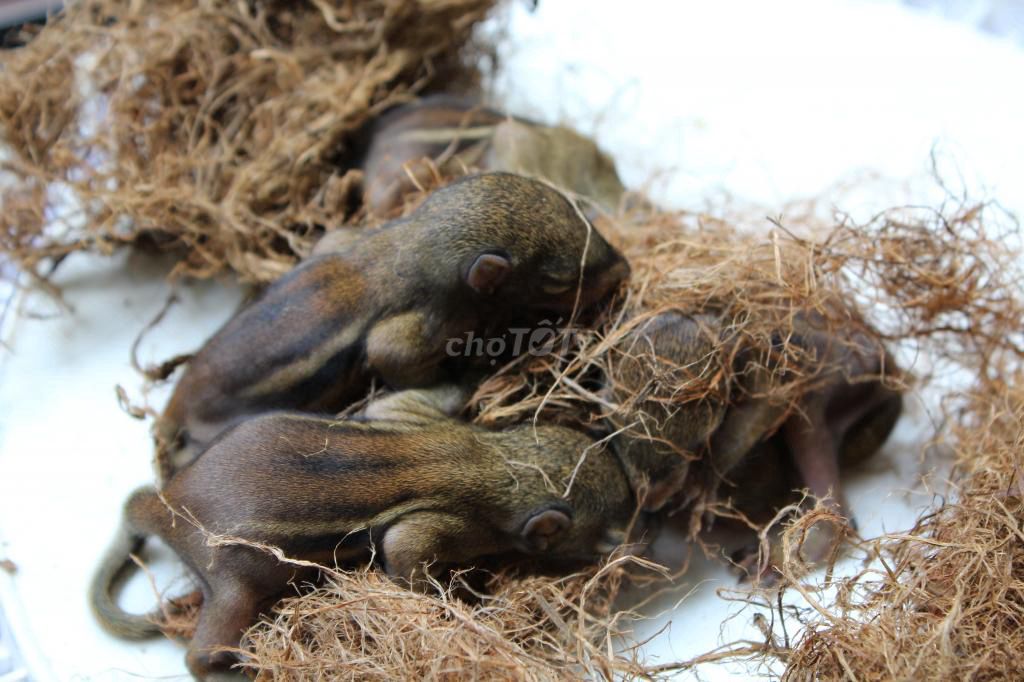sóc đất nhen đất. Mua bán Thú cưng khác tại Huyện Bù Đốp Bình Phước được đăng bởi Đất rẻ hình 1