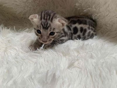 Mèo Bengal Bạc lông mượt