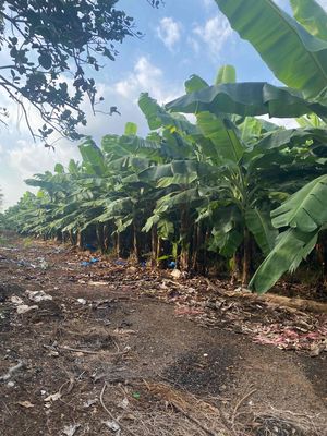 cần bán đất. Mua bán đất tại Huyện Trảng Bom Đồng Nai được đăng bởi Trần Thiên Phúc 