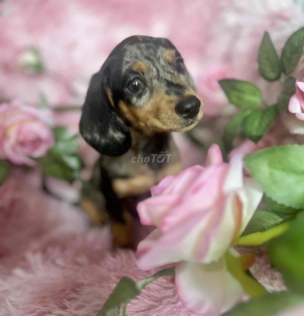 ❤️ DACHSHUND CÁI LOANG MERLE MINI ❤️