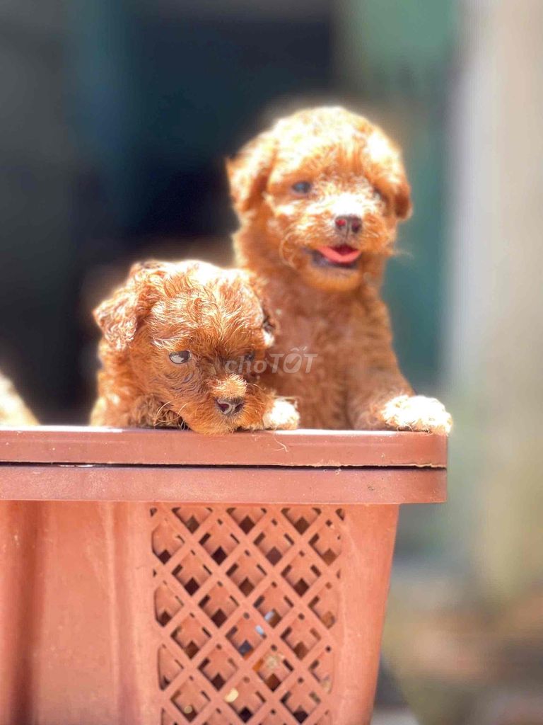 BÁN CHÓ POODLE ĐÁNG YÊU !!!