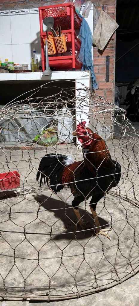 Gà tơ đực 2.4kg. Mua bán Gà tại Huyện Châu Thành Tiền Giang được đăng bởi tuan hình 1