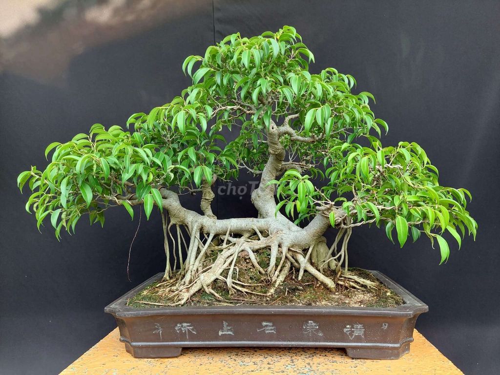Cây sanh Bonsai dáng làng 57cm. Mua bán Cây cảnh, đồ trang trí tại Thành phố Móng Cái Quảng Ninh được đăng bởi Trần Xuân Dương hình 1