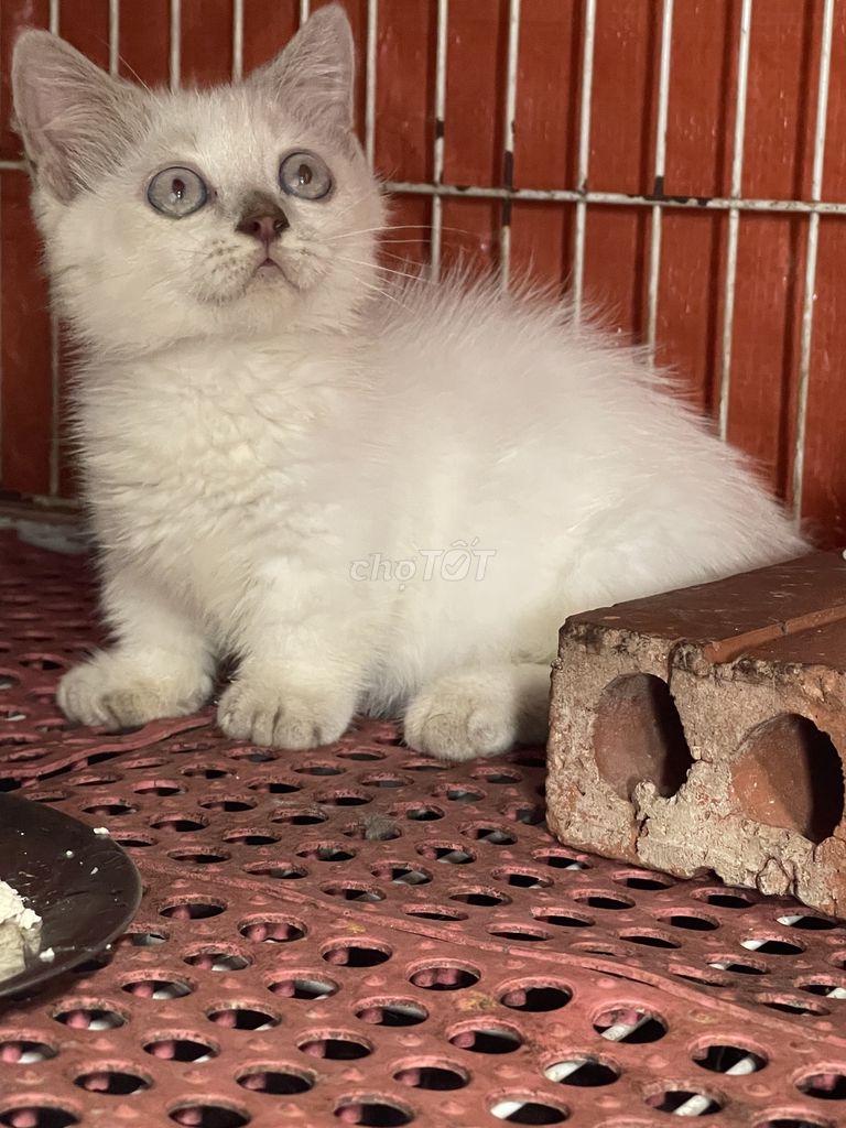 Mèo anh lông ngắn 2,5 thg tuổi tìm nhà mới