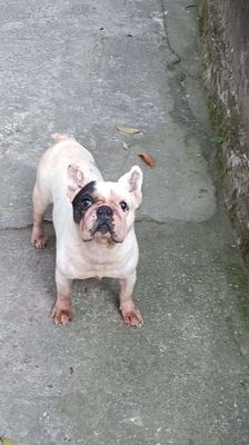 Bull pháp đực