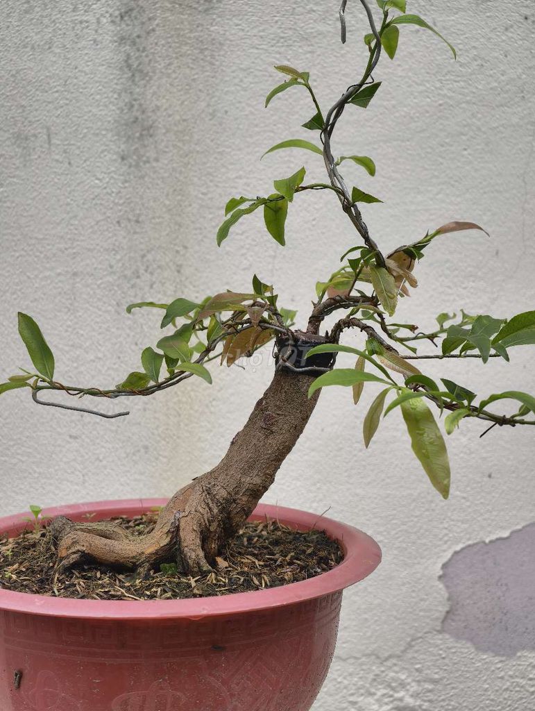 Mai vàng bonsai xanh đang phát triển tốt. Mua bán Cây cảnh, đồ trang trí tại Thành phố Bến Tre Bến Tre được đăng bởi Triệu Tuấn Minh hình 1