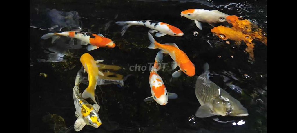 Cá Koi F1 30cm trở lên. Mua bán Thú cưng khác tại Thành phố Biên Hòa Đồng Nai được đăng bởi Đạt  hình 1