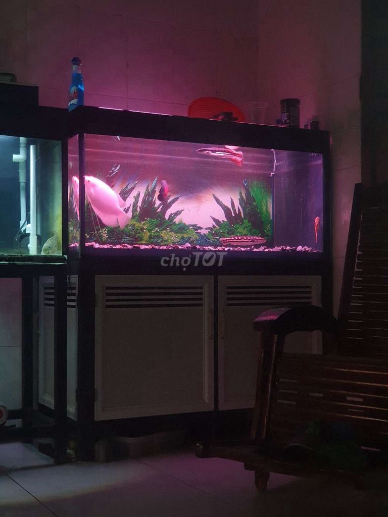 Bể cá cảnh 1m2x60x60cm. Mua bán Phụ kiện, Thức ăn, Dịch vụ tại Huyện Bến Lức Long An được đăng bởi Phan Hoang Phuc hình 1