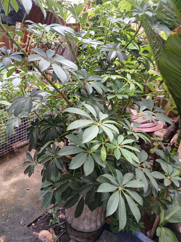 Bán 2 chậu cảnh Phát tài đỏ 1.5m, ngũ gia bì. Mua bán Cây cảnh, đồ trang trí tại Quận Gò Vấp Tp Hồ Chí Minh được đăng bởi Cuong hình 1