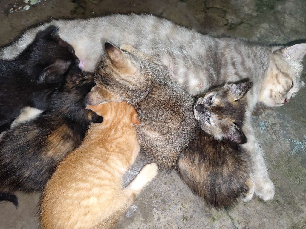 Mèo lai 2 tháng tìm nhà mới. Mua bán Mèo tại Thị xã Phú Mỹ Bà Rịa - Vũng Tàu được đăng bởi Mỹ Duyên hình 1