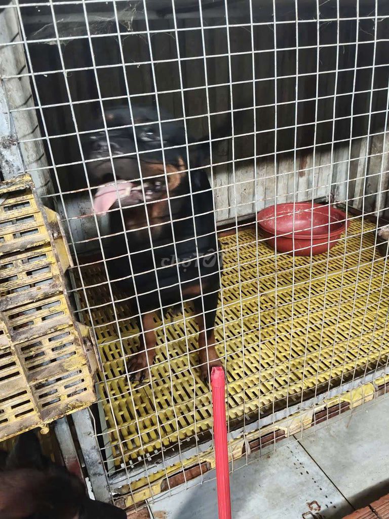 chó Rottweiler cái 3 tuổi thuần chủng. Mua bán Chó tại Thị xã Bến Cát Bình Dương được đăng bởi Malinois bình dương  hình 2