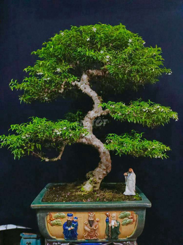 Cây Mai Chiếu Thủy bonsai cao 1m