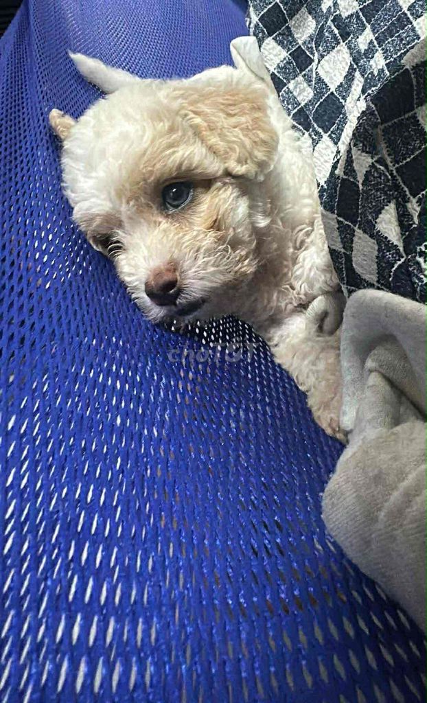 E mua bé mà chủ trọ không cho nuôi nên tìm nhà moi. Mua bán Chó tại Quận Liên Chiểu Đà Nẵng được đăng bởi Nguyễn Trang hình 2