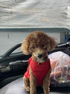 Chó Poodle. Mua bán Chó tại Huyện Châu Thành An Giang được đăng bởi Lê Thanh Dủ