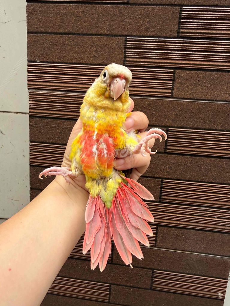 Chim cảnh màu Vàng, Đỏ, Hồng. Mua bán Chim tại Quận Tân Phú Tp Hồ Chí Minh được đăng bởi Thủy huỳnh hình 1