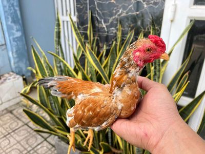 Gà Tre Bắc Xám Vàng. Mua bán Gà tại Thành phố Thủ Đức Tp Hồ Chí Minh được đăng bởi Deutsch ones