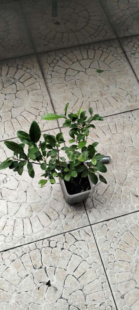 Cây cảnh Chanh Bắc tứ quý ra quả quanh năm. Mua bán Cây cảnh, đồ trang trí tại Quận Tân Bình Tp Hồ Chí Minh được đăng bởi Pham Đinh Duyên hình 1