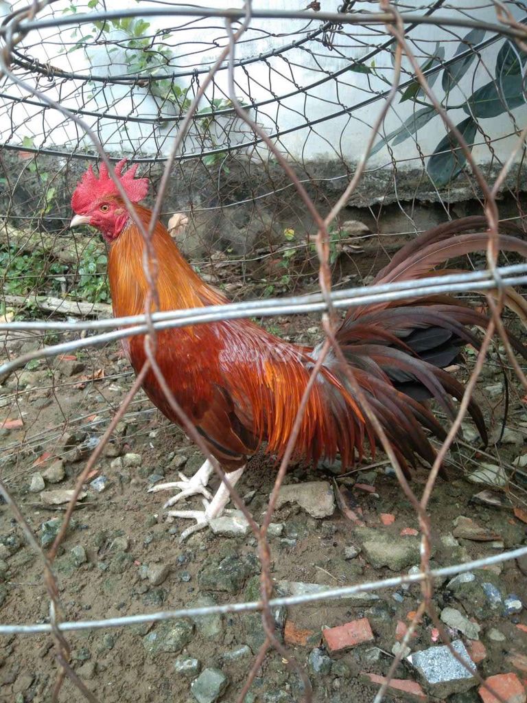 Gà trống Nâu đỏ Gà tơ 3.2kg. Mua bán Gà tại Quận Bình Tân Tp Hồ Chí Minh được đăng bởi tuan anh hình 1