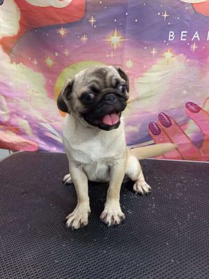 Chó Pug Vàng kem cái 4 tháng 3 mũi