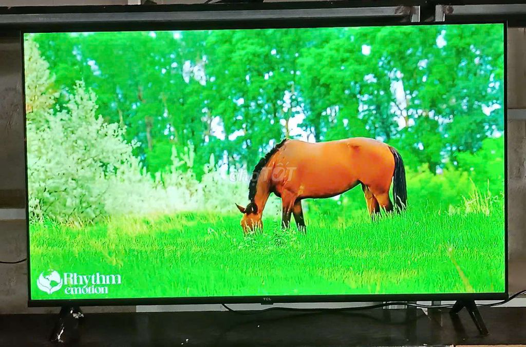 Tivi TCL 43 inch Google TV Tìm kiếm giọng nói. Mua bán Tivi, Âm thanh tại Quận Cẩm Lệ Đà Nẵng được đăng bởi Nguyễn Thị Ngọc hình 1