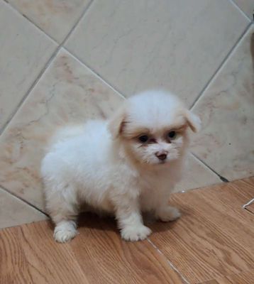 Chó Phốc lai Nhật mini 1.5 tháng