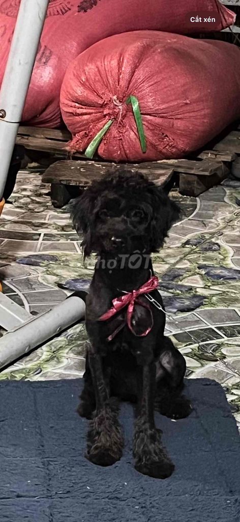 Chó Poodle cái. Mua bán Chó tại Thành phố Mỹ Tho Tiền Giang được đăng bởi Thúy hình 1