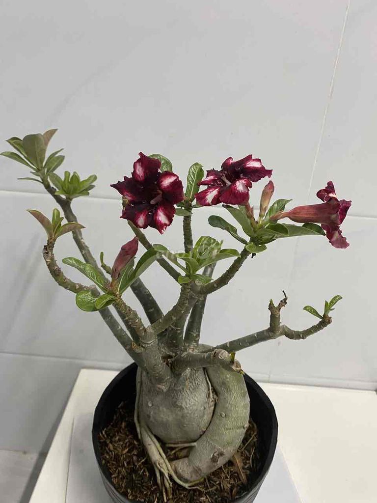 hoa sứ ghép. Mua bán Cây cảnh, đồ trang trí tại Quận 4 Tp Hồ Chí Minh được đăng bởi Nga Trần hình 1