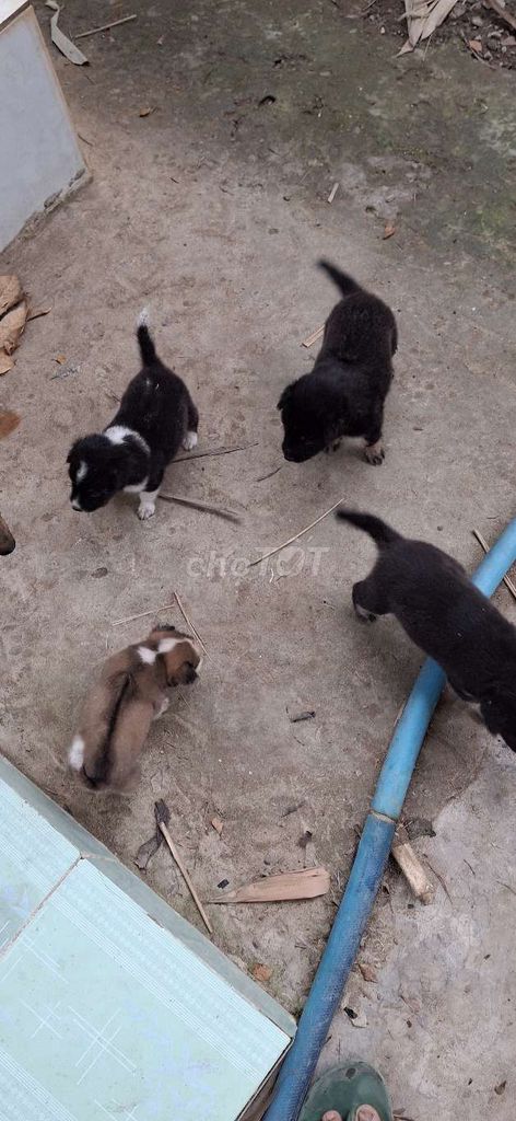 Chó con Đực Cái Đen Nâu. Mua bán Chó tại Huyện Cai Lậy Tiền Giang được đăng bởi Thanh hình 1