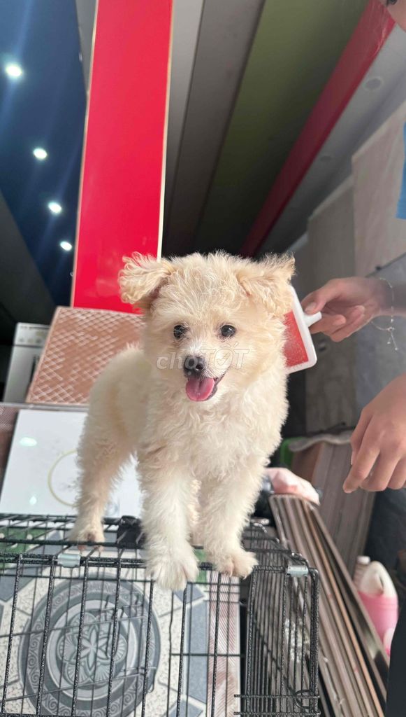 Chó Poodle trắng kem. Mua bán Chó tại Huyện Krông Nô Đắk Nông được đăng bởi Nguyễn Giang hình 1