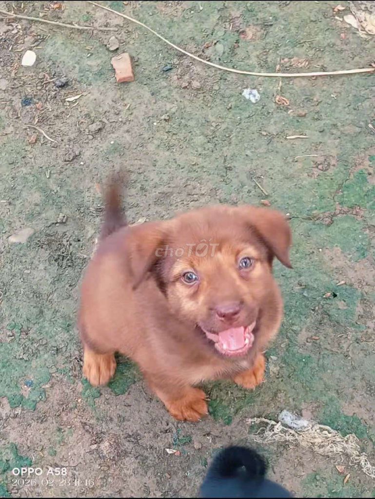 Chó con Nâu đen đã tiêm phòng. Mua bán Chó tại Huyện Châu Thành Bến Tre được đăng bởi le thi hong nhung hình 1