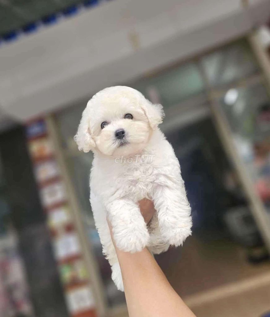 Poodle thuần chủng