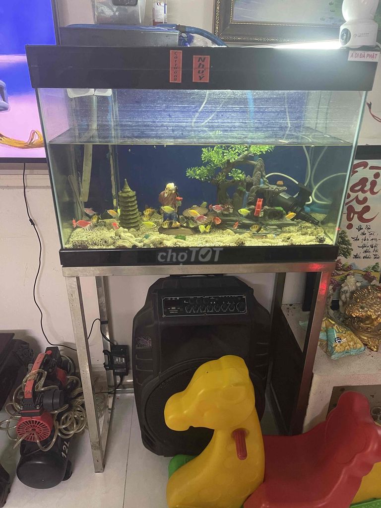 Hồ cá Kính 80x40x60cm. Mua bán Phụ kiện, Thức ăn, Dịch vụ tại Huyện Củ Chi Tp Hồ Chí Minh được đăng bởi Đình hải hình 1