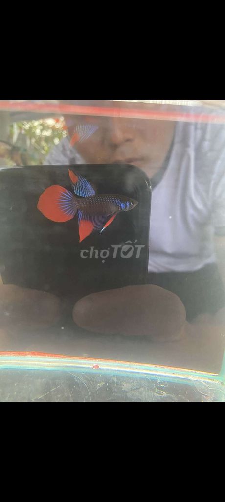 Cá cảnh Thái Lan Đỏ Xanh. Mua bán Thú cưng khác tại Huyện Châu Phú An Giang được đăng bởi Mrsiro Siro hình 1