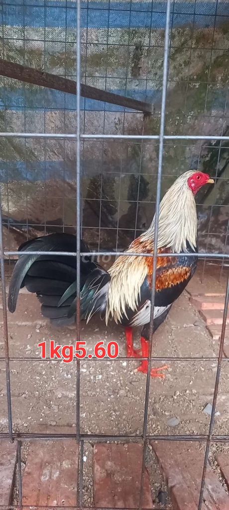 chuối 1kg5.60. Mua bán Gà tại Huyện Tam Bình Vĩnh Long được đăng bởi GàVL hình 1