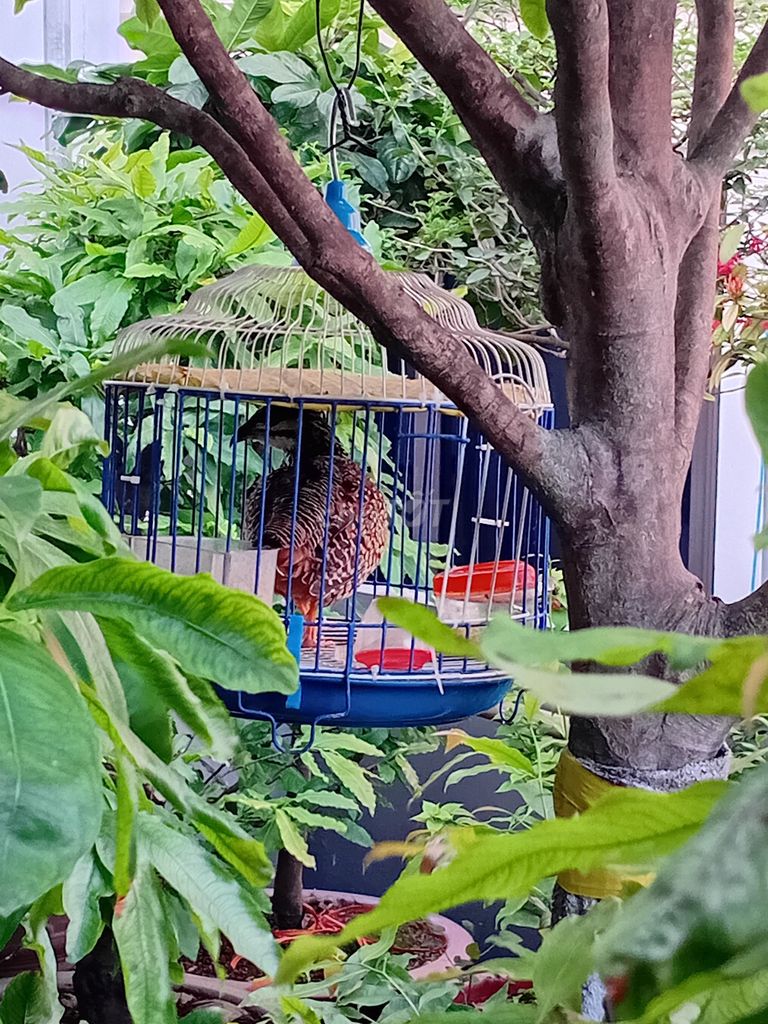 Chim đa đa. Mua bán Chim tại Huyện Thanh Trì Hà Nội được đăng bởi Lương Tấn Thịnh hình 1