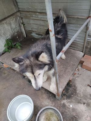 Chó Alaska  Đen trắng
