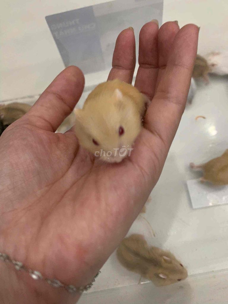 Cần bán chuột hamster baby