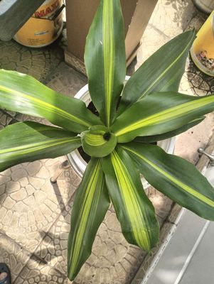 Cây phát tài Thiết mộc Lan. Mua bán Cây cảnh, đồ trang trí tại Quận Tân Bình Tp Hồ Chí Minh được đăng bởi Pham Đinh Duyên