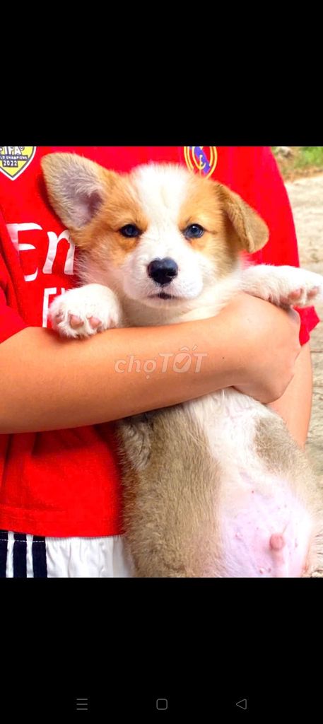 Do không có thời gian em cần tìm nhà mới cho bé. Mua bán Chó tại Huyện Thống Nhất Đồng Nai được đăng bởi Chau Nguyen hình 1