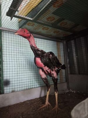 Gà đòn. Mua bán Gà tại Thành phố Dĩ An Bình Dương được đăng bởi le khoi