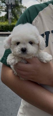 Chó Bichon mini Trắng Nhỏ Đã tiêm phòng