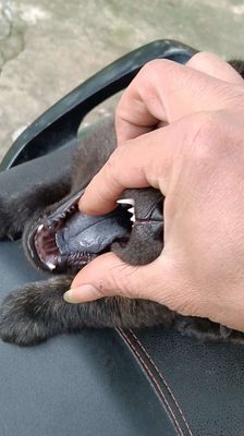 Chó Mông cộc đực 2 tháng tuổi