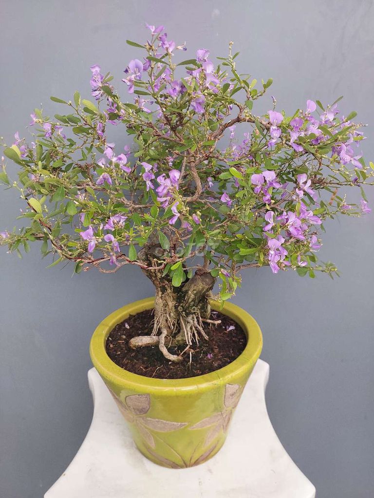 Linh sam bonsai lùn lực để bàn h gốcc 30 chậu xưa. Mua bán Cây cảnh, đồ trang trí tại Quận Tân Bình Tp Hồ Chí Minh được đăng bởi Vườn Phố hình 1