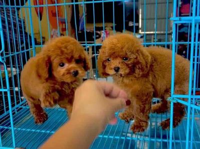 Chó Poodle Nâu đỏ Nhỏ nhắn Lông xoăn