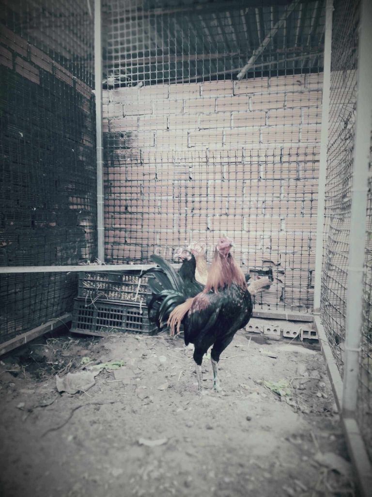 Gà Peru Mỹ trống 2.8kg. Mua bán Gà tại Huyện Bàu Bàng Bình Dương được đăng bởi Công hậu Võ hình 1
